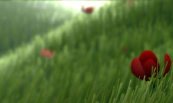 flower 30.05.2013.